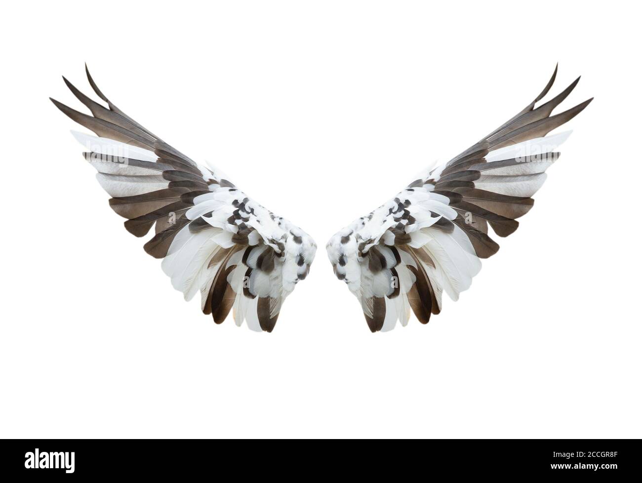 Bird wings isolated on white background Stock Photo - Alamy
