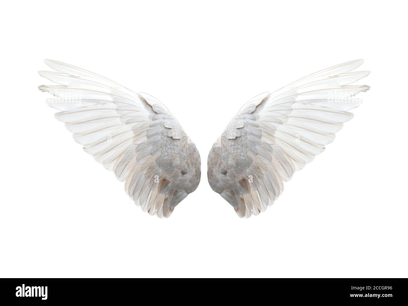 Bird wings isolated on white background Stock Photo - Alamy
