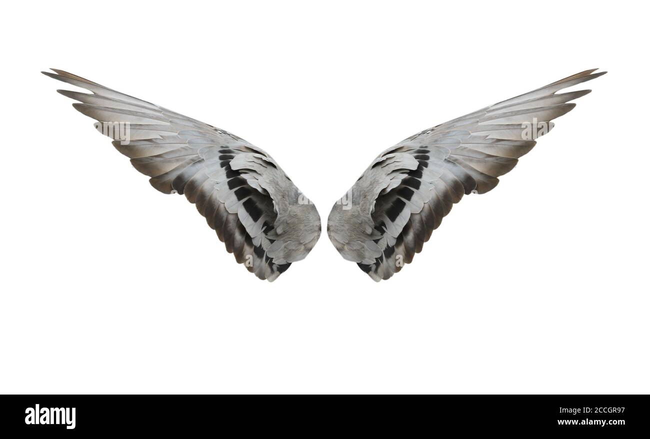 Bird wings isolated on white background Stock Photo - Alamy