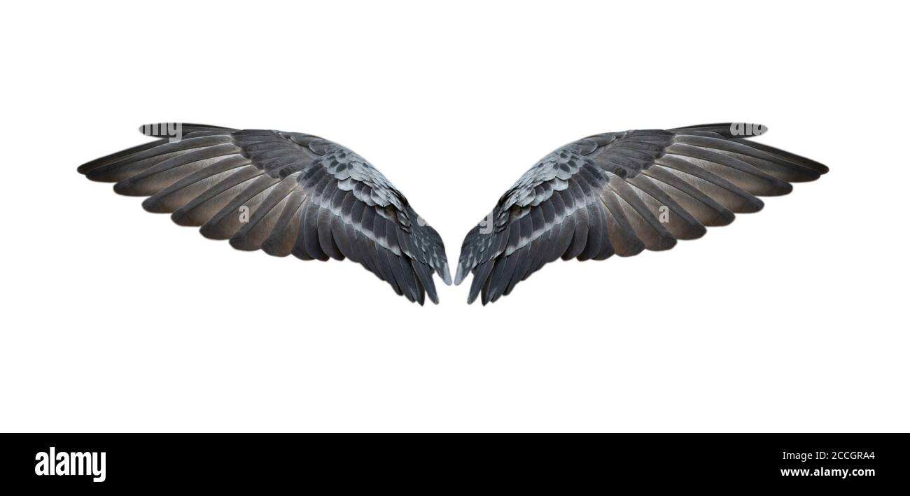 Bird wings isolated on white background Stock Photo - Alamy