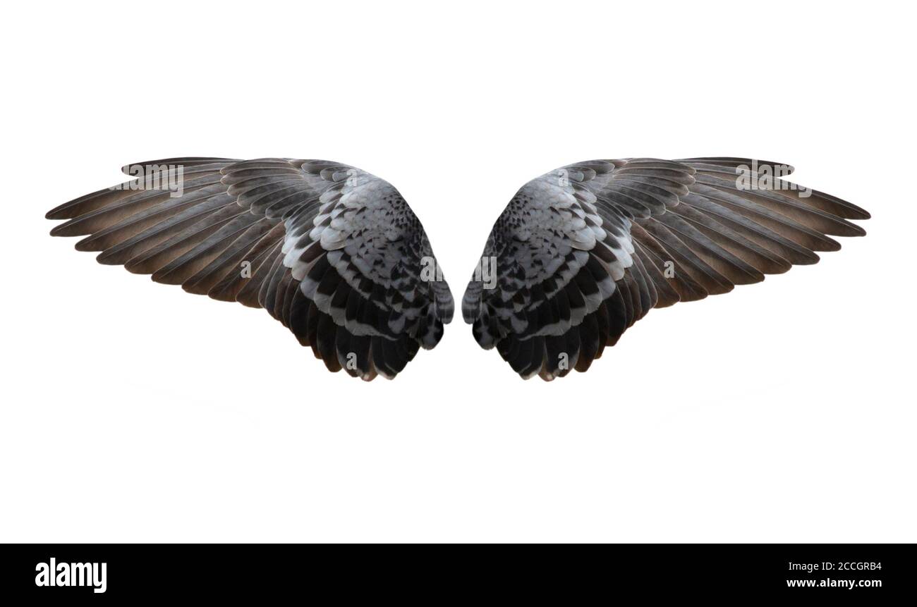 Bird wings isolated on white background Stock Photo - Alamy