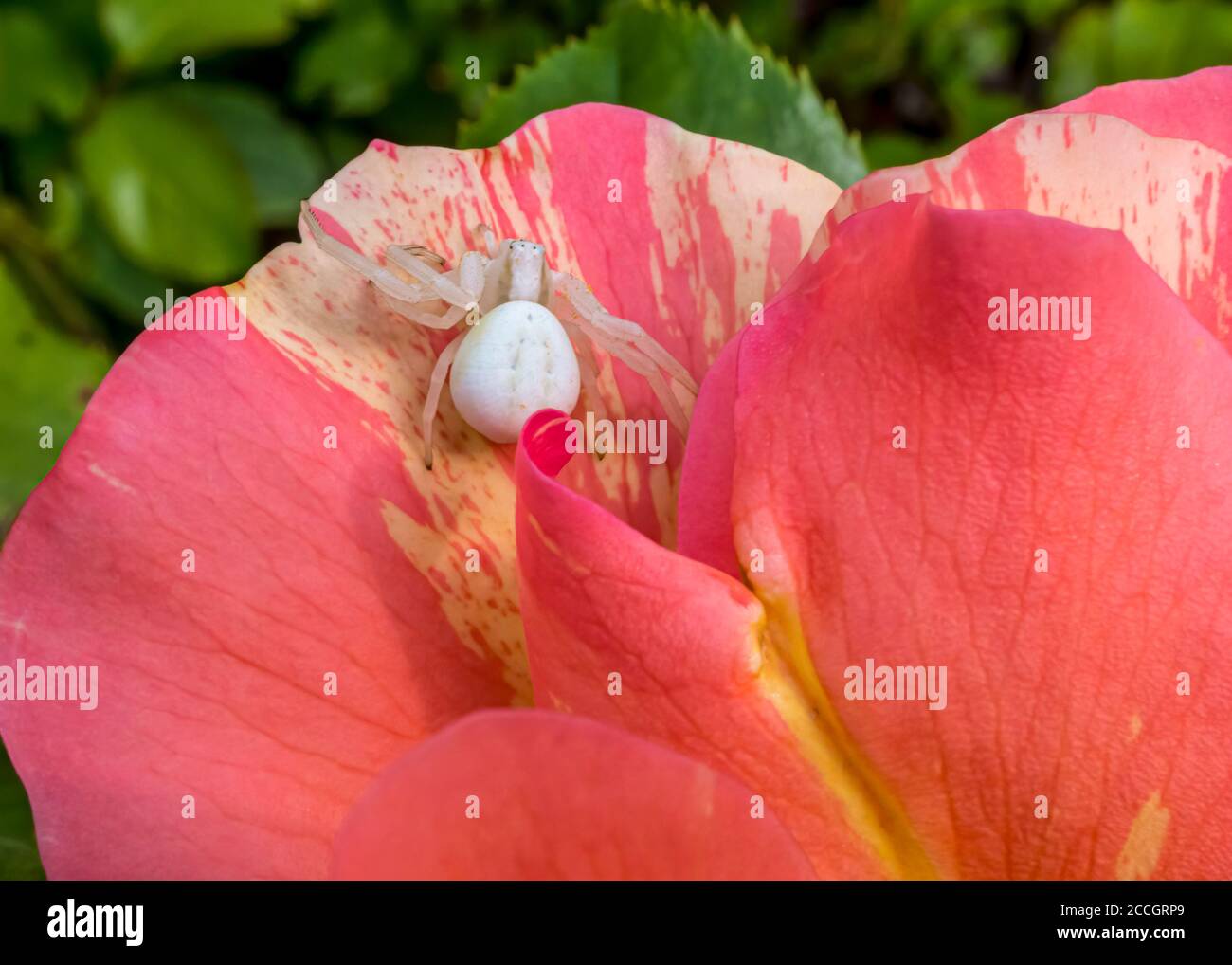 Goldenrod crab spider (Misumena vatia) on pink flower, Rose (Rosaceae), Hesse, Germany, Europe Stock Photo