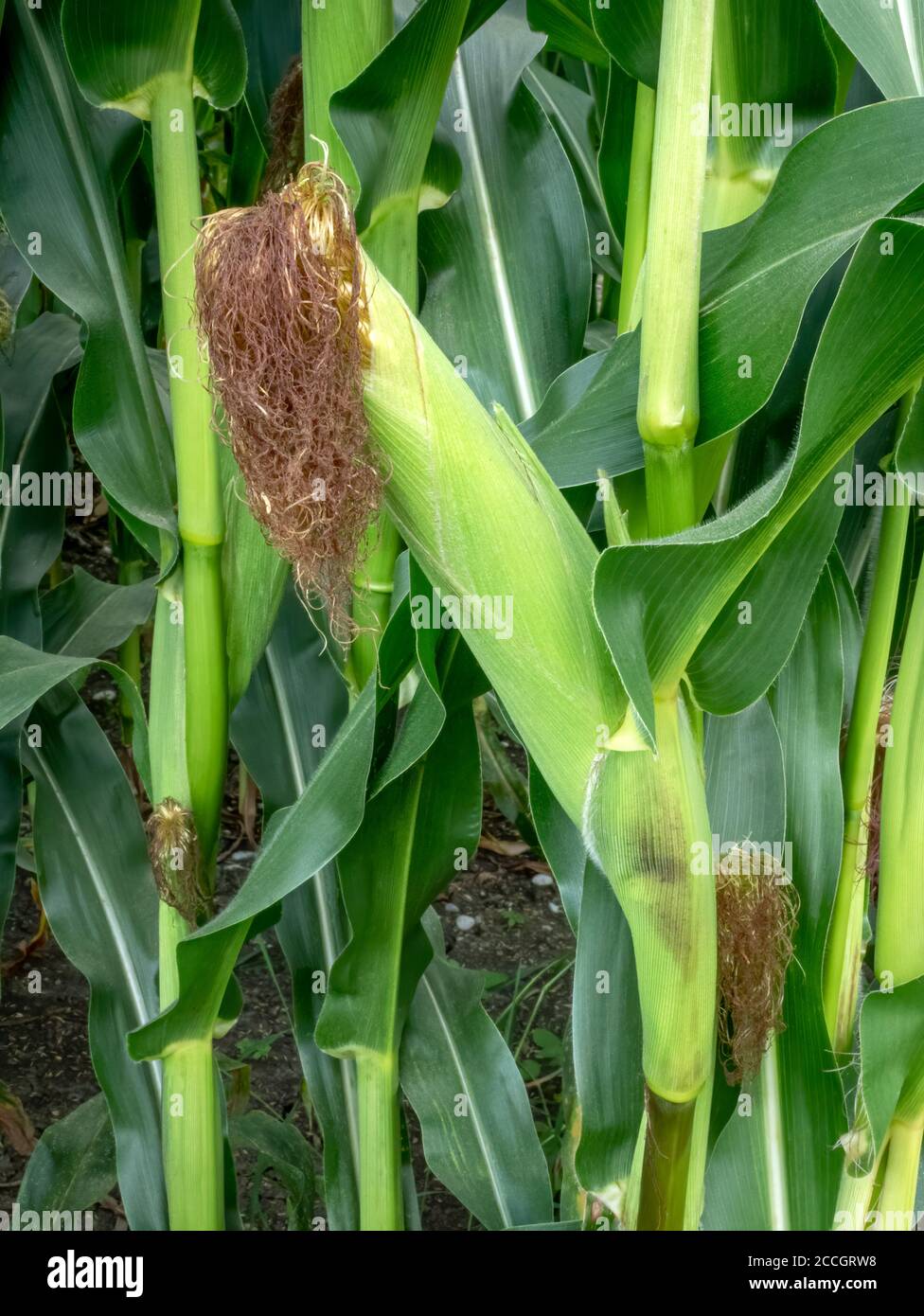 Maize or corn (Zea mays) on plant in field, Bavaria, Germany, Europe Stock Photo