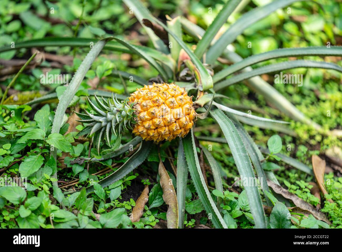 Pineapple plant flower tree hi-res stock photography and images - Alamy