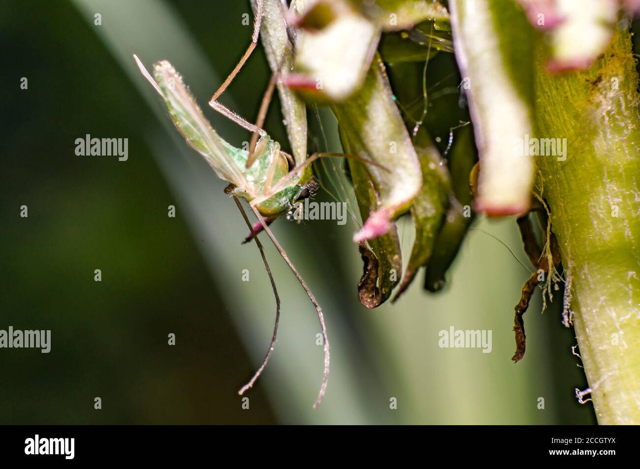 green mosquito on dandelion blossom Stock Photo