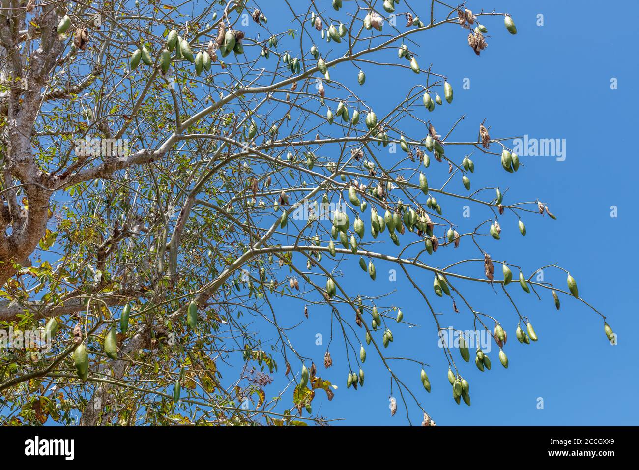 Pods (fruits) of Cotton tree or Kapok (Ceiba pentandra). Bali, Indonesia. Stock Photo