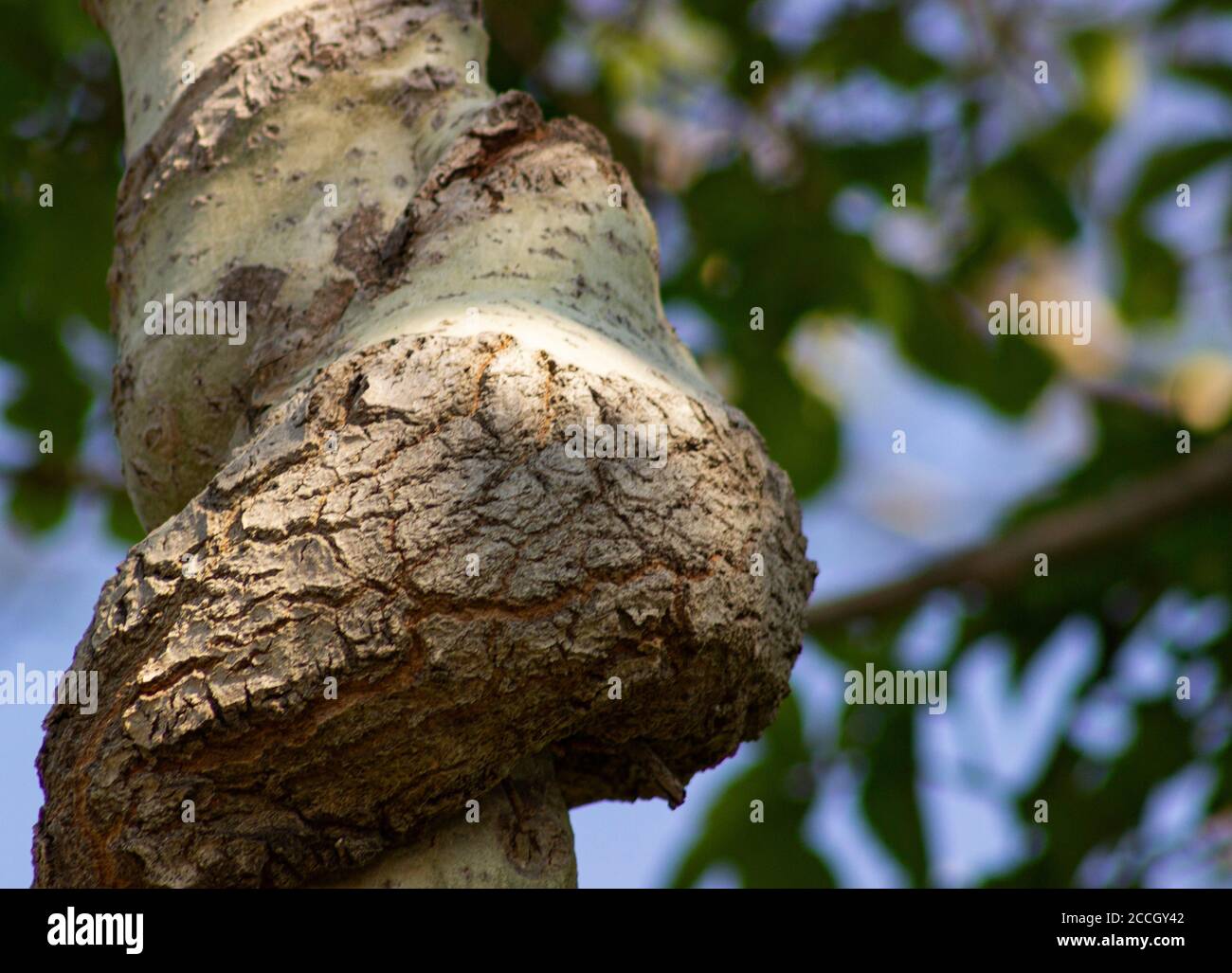 A gnarled coastal tree trunk reaches toward the blue sky at Jamaica Bay National Wildlife Refuge Stock Photo