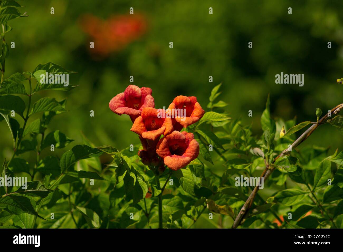 Trumpet vine in flower at Jamaica Bay National Wildlife Refuge, Queens, NY Stock Photo