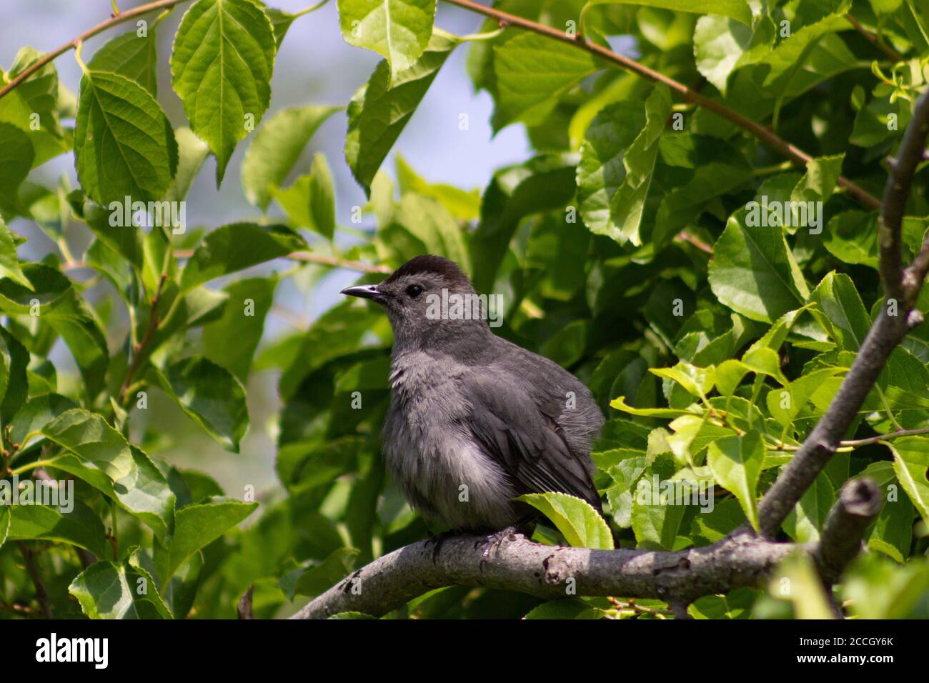 A Gray Catbird perches in a green leafy shrub at Jamaica Bay National Wildlife refuge, with blue sky in the background Stock Photo