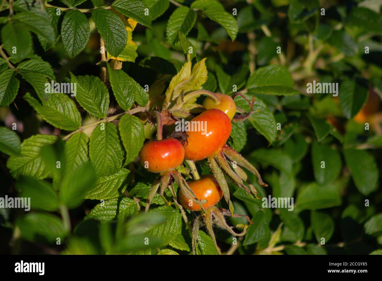 Rose hips, the fruit of a Salt Spray Rose plant, shine in the sunlight at Jamaica Bay National Wildlife Refuge. Stock Photo