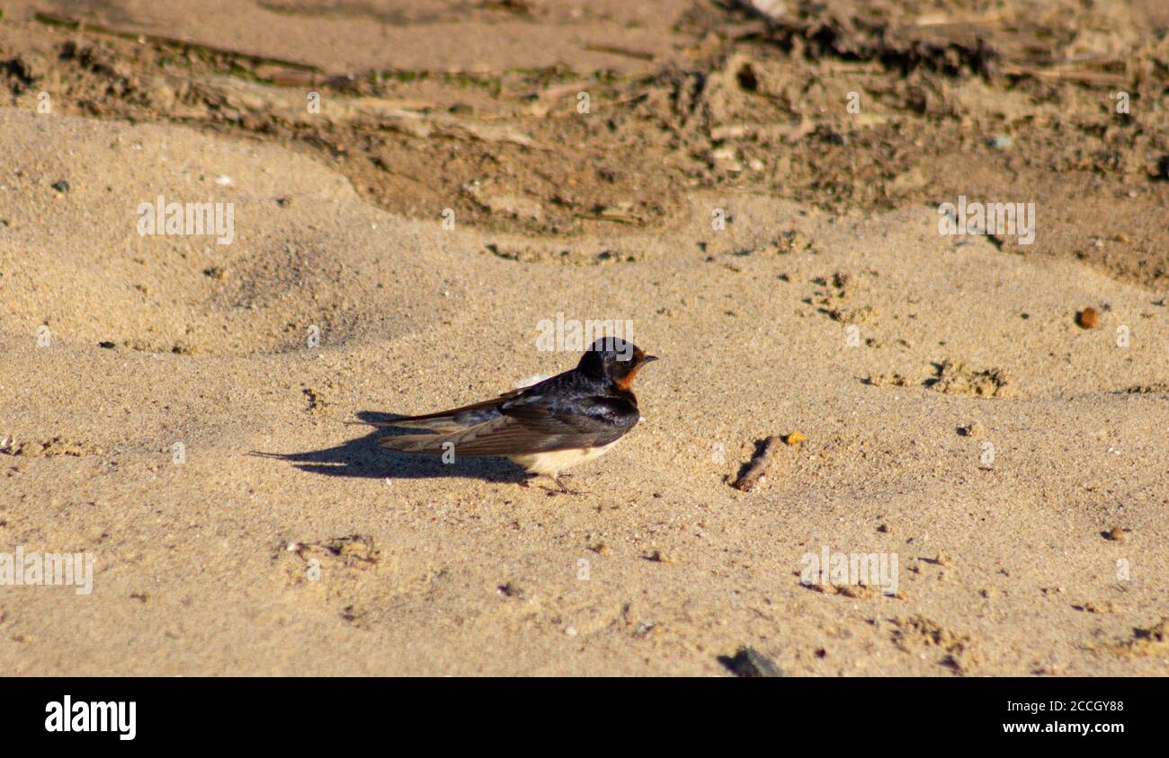 A barn swallow pauses on the sand along the southern shore of Jamaica Bay National Wildlife Refuge Stock Photo
