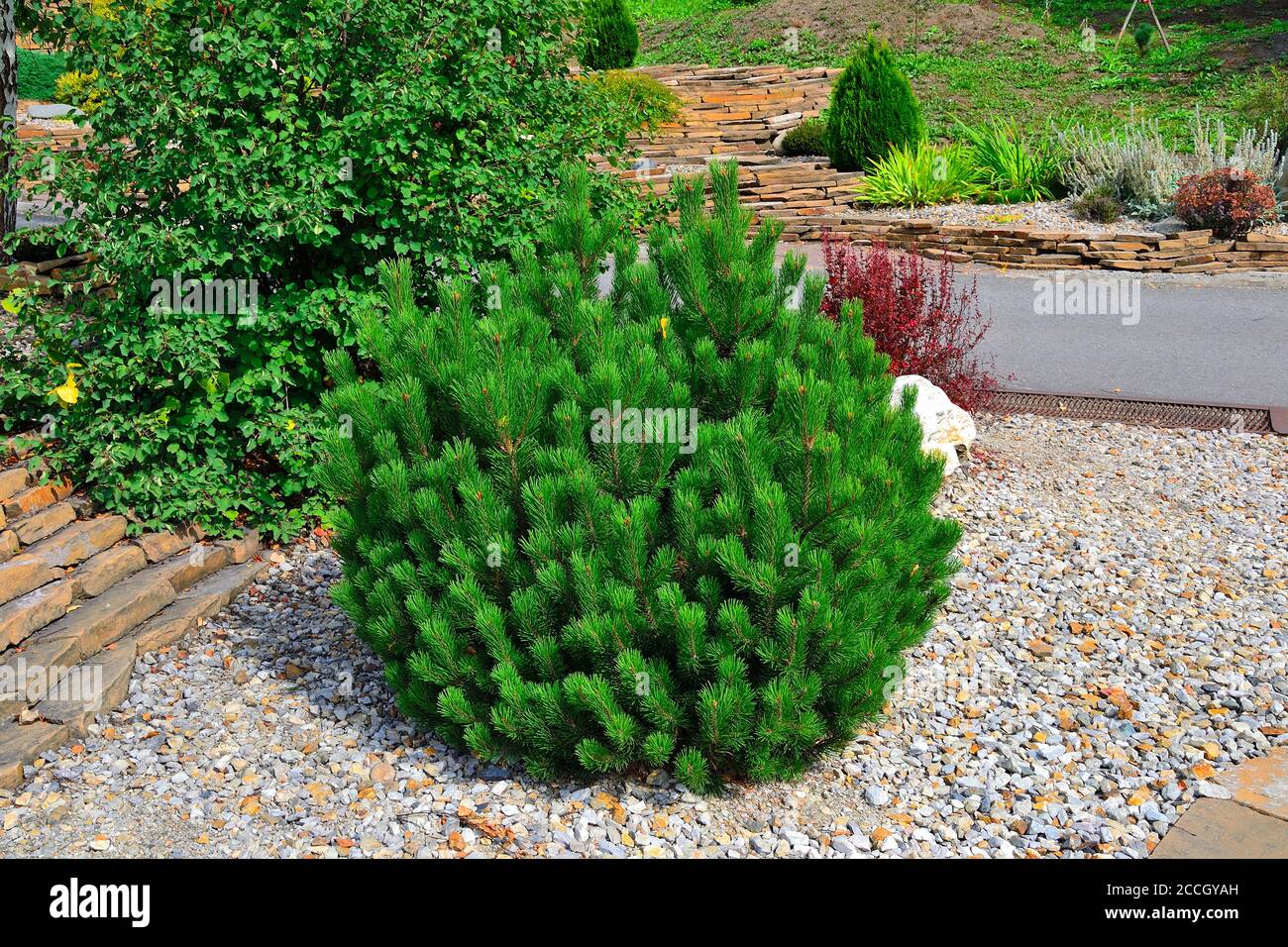 Dwarf mountain pine tree - decorative undersize evergreen coniferous plant in rocky garden. Ornamental shrub for gardening or landscape design of alpi Stock Photo
