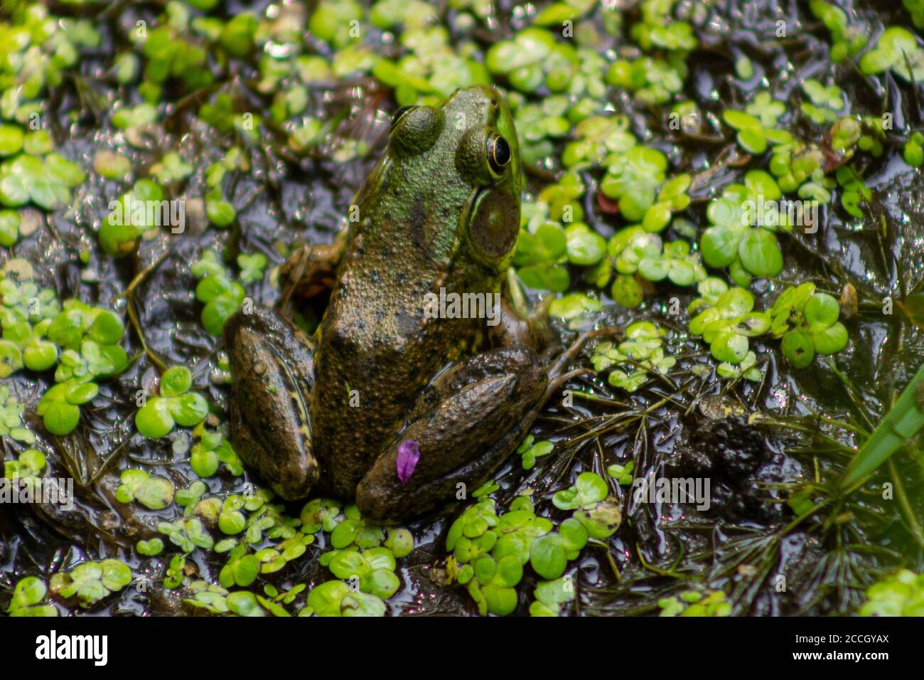 A Green Frog sits among aquatic plants, with a pink petal fallen onto its leg, in the marsh habitat at the New York Botanical Garden. Stock Photo