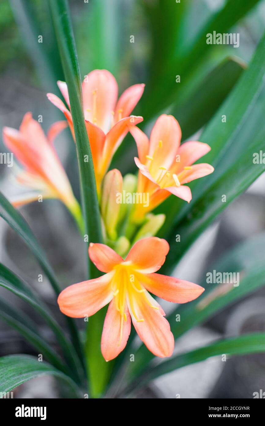 Vertical shot of beautiful Bush Lily flowers Stock Photo