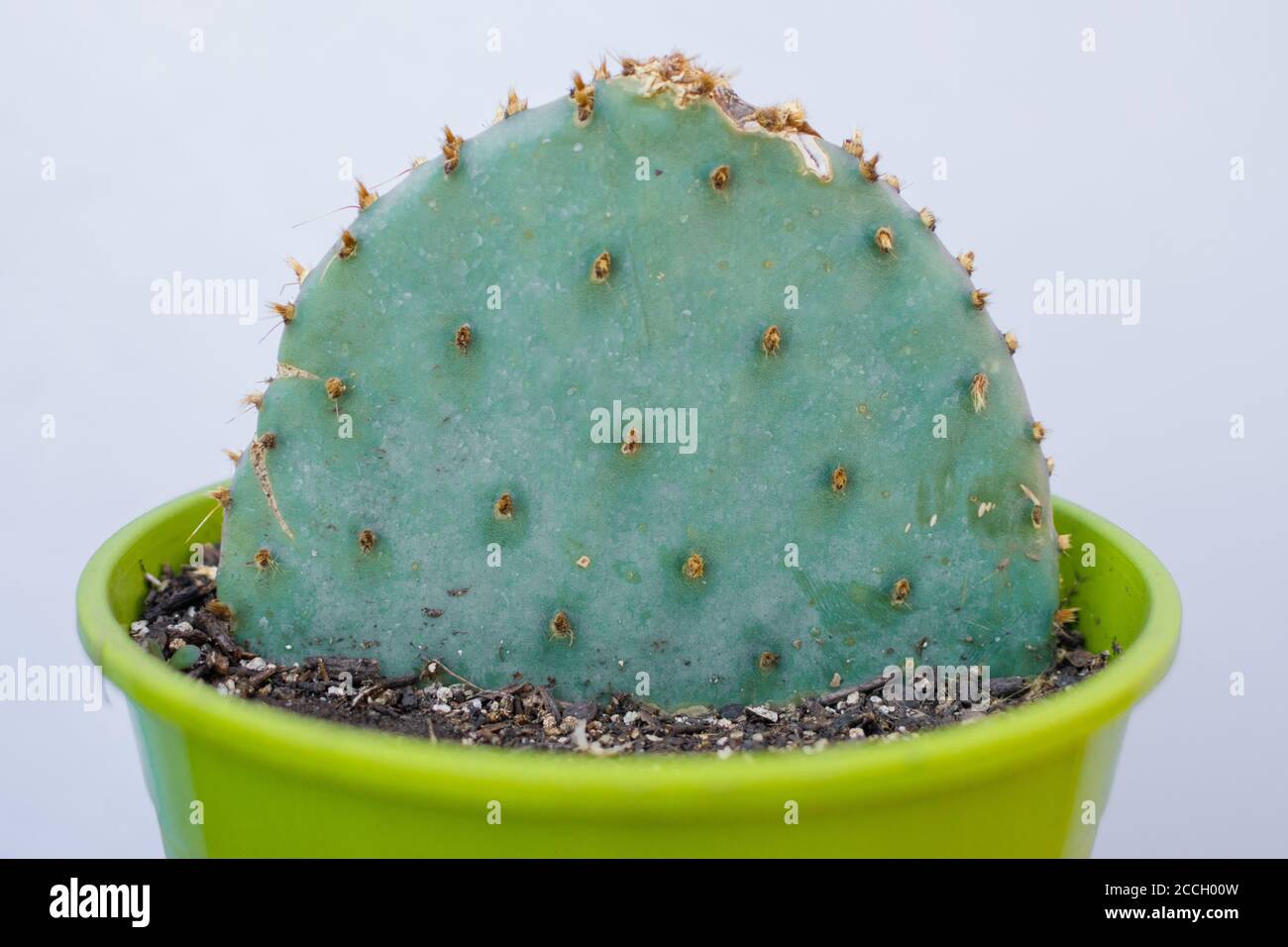 Green pot of Opuntia Aciculata cactus Stock Photo