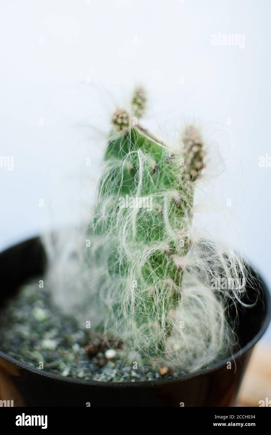 Vertical shot of Oreocereus Celsianus cactus Stock Photo