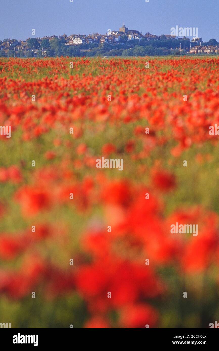 The English town of Rye viewed from a poppy field, East Sussex, England
