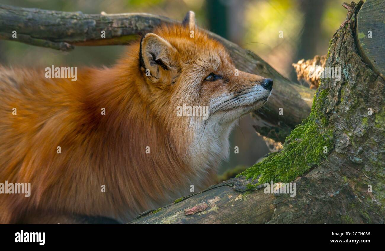 red fox hunting season in summer light Stock Photo Alamy