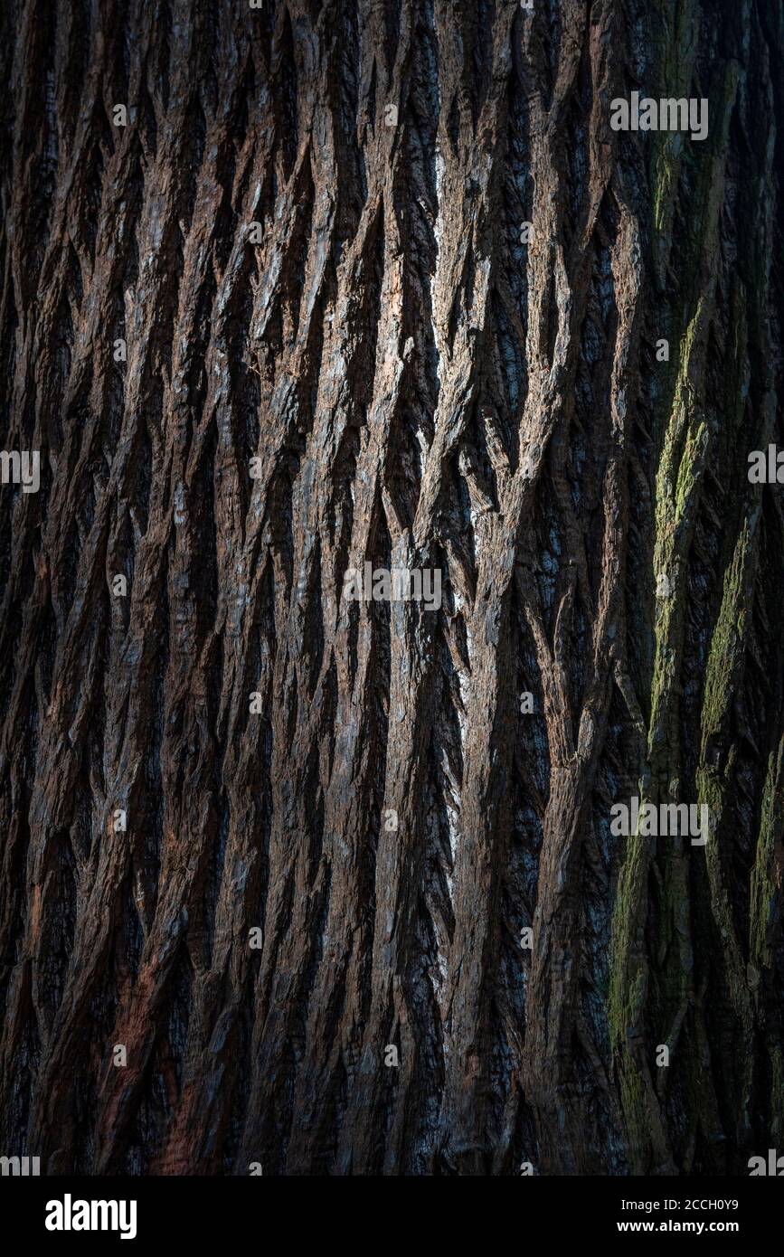 Textural tree trunk Stock Photo