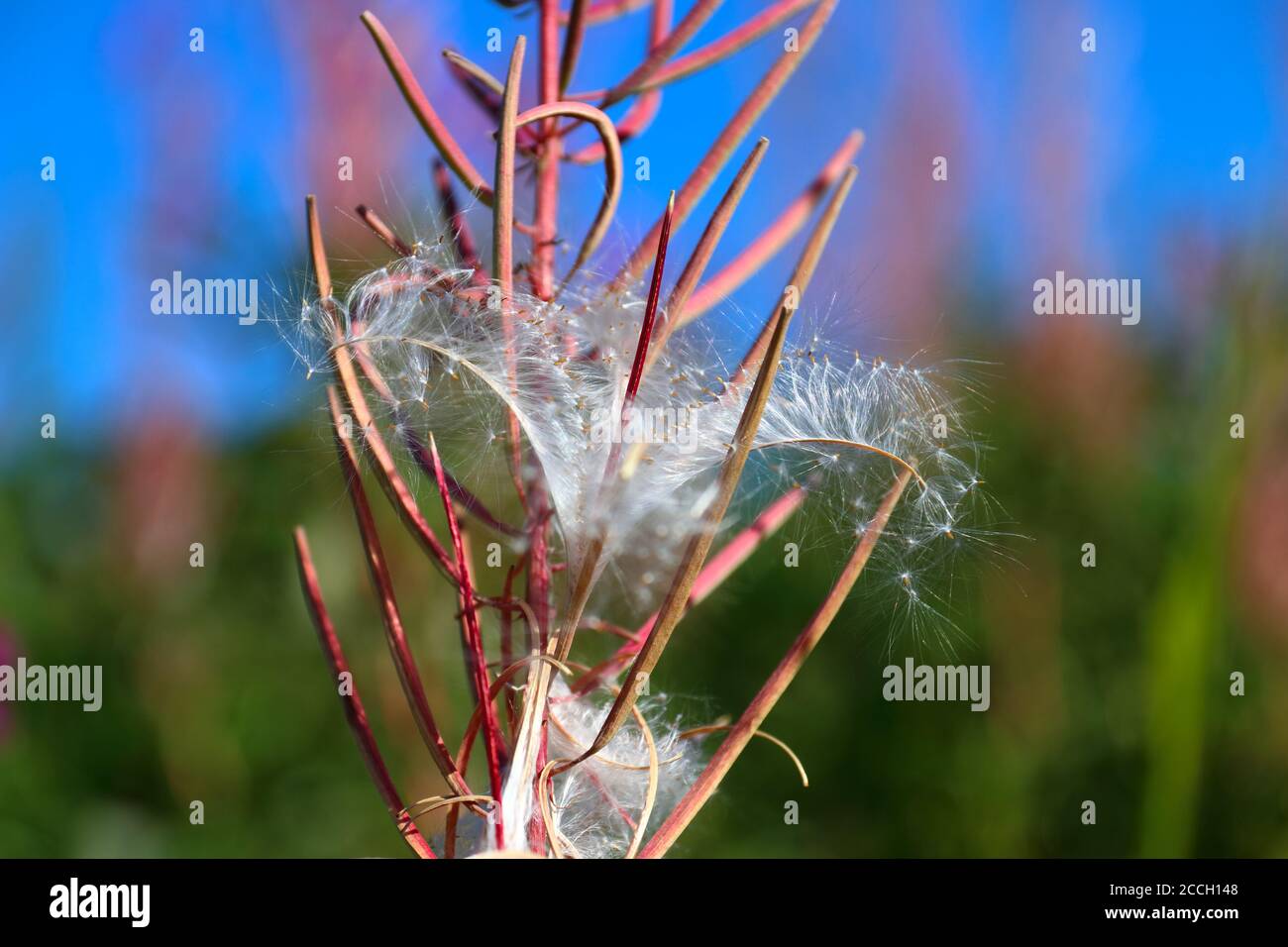 Close-up of an open fireweed seed capsule exposing the shiny and filigree seeds in late Norwegian summer Stock Photo