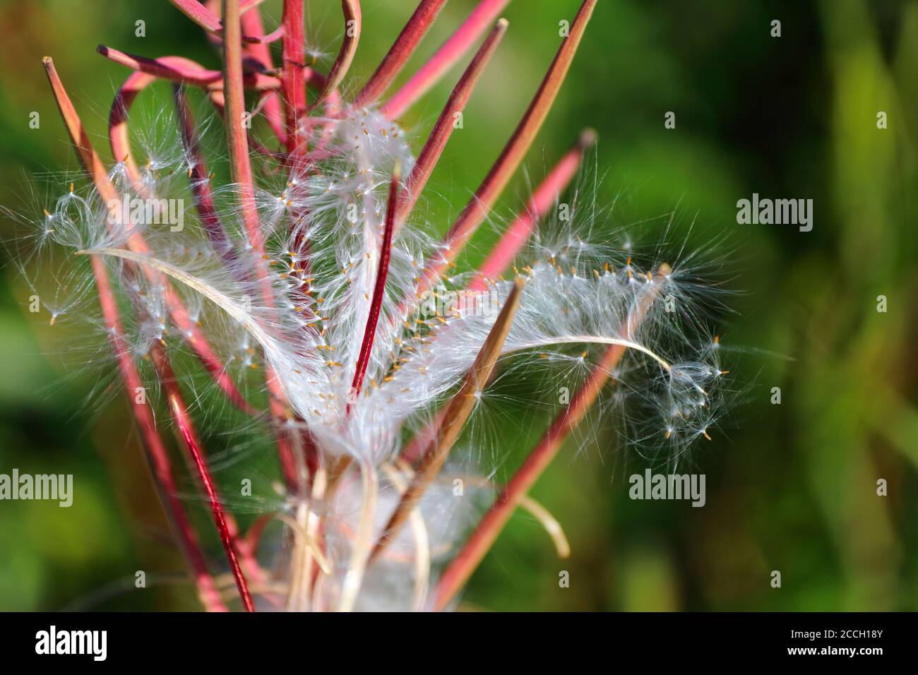 Close-up of an open fireweed seed capsule exposing the shiny and filigree seeds in late Norwegian summer Stock Photo