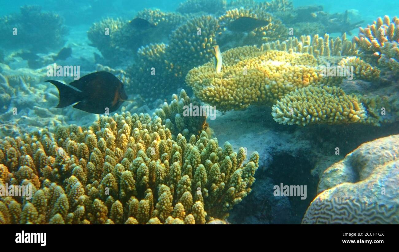 Clear underwater hi-res stock photography and images - Alamy