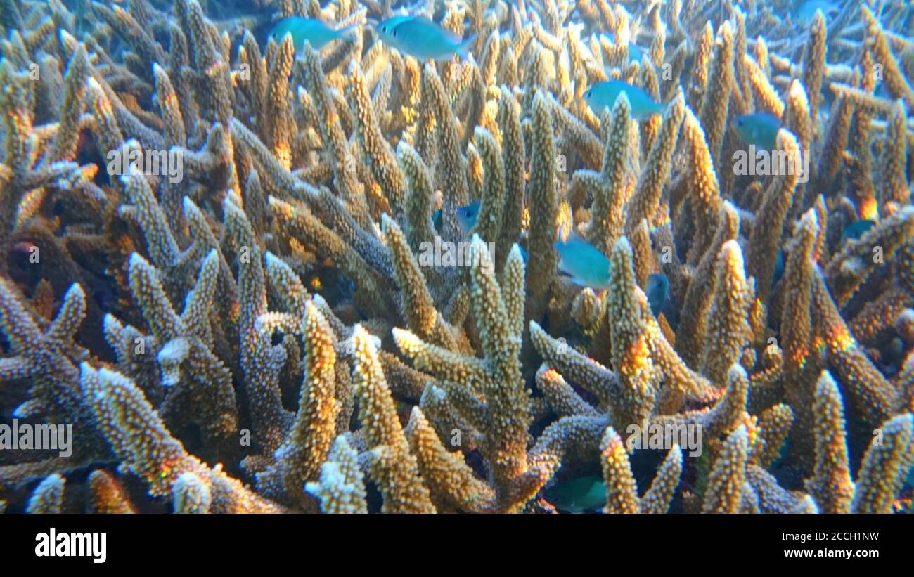 Clear underwater hi-res stock photography and images - Alamy