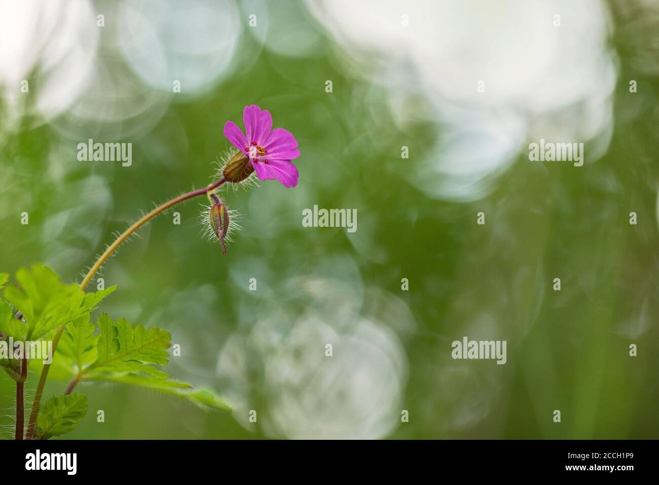 Herb Robert, Red Robin, Death come quickly or Storksbill (Geranium robertianum) flower with a