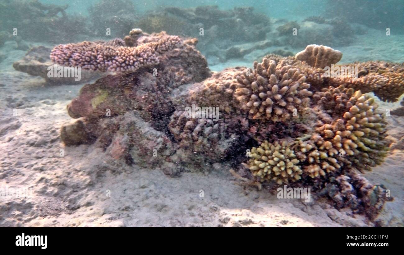 Clear underwater hi-res stock photography and images - Alamy