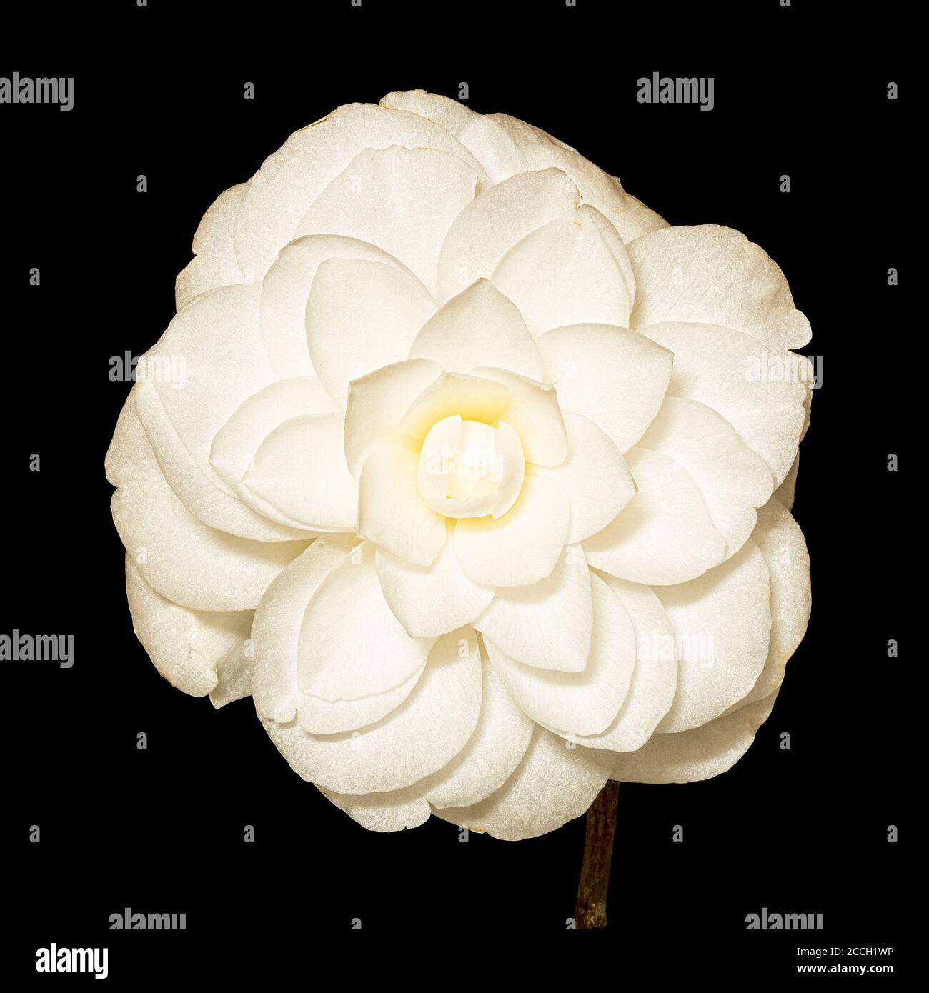 White blooming Camellia (Theaceae) flower with a black background Stock Photo