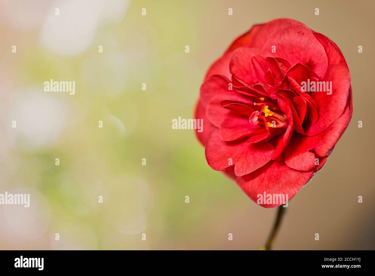 Red blooming Camellia (Theaceae) flower with a bokeh background Stock Photo