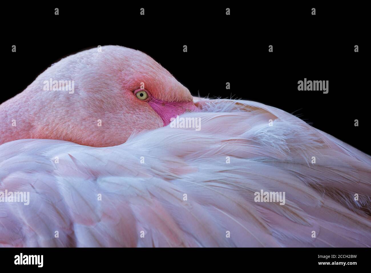 Close-up flamingo with a black background Stock Photo