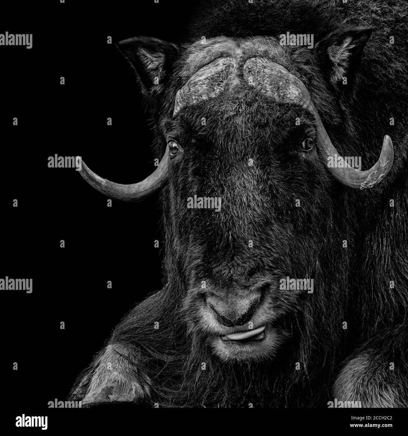 Muskox (Ovibos moschatus) with a black background Stock Photo