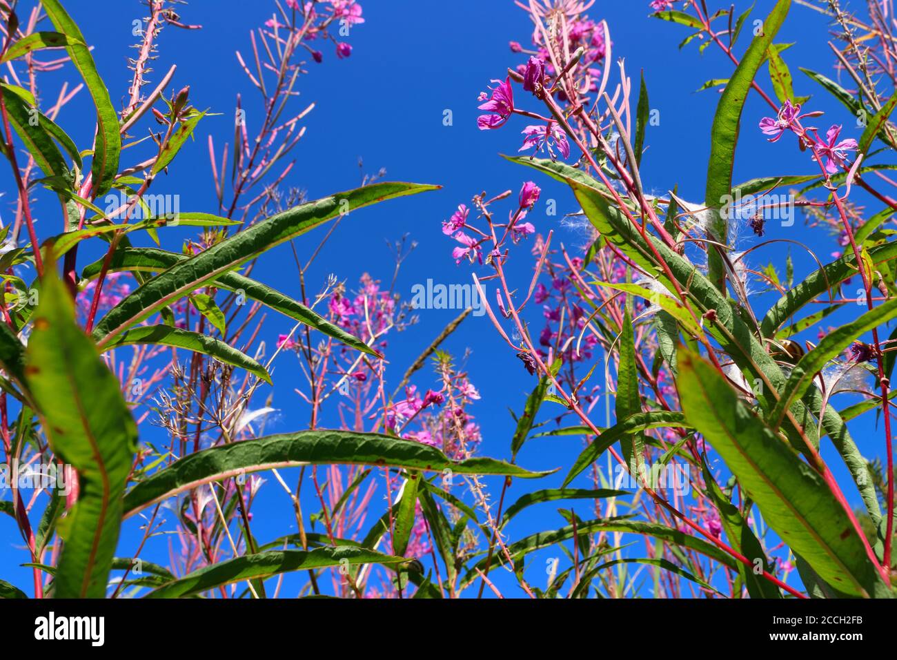 Low angle shot of pink fireweed blossoms and green leaves against the blue sky in late Norwegian summer Stock Photo