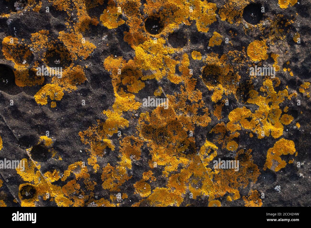 Background of random organic pattern of bright coloured lichen on a rock with circular indentations Stock Photo