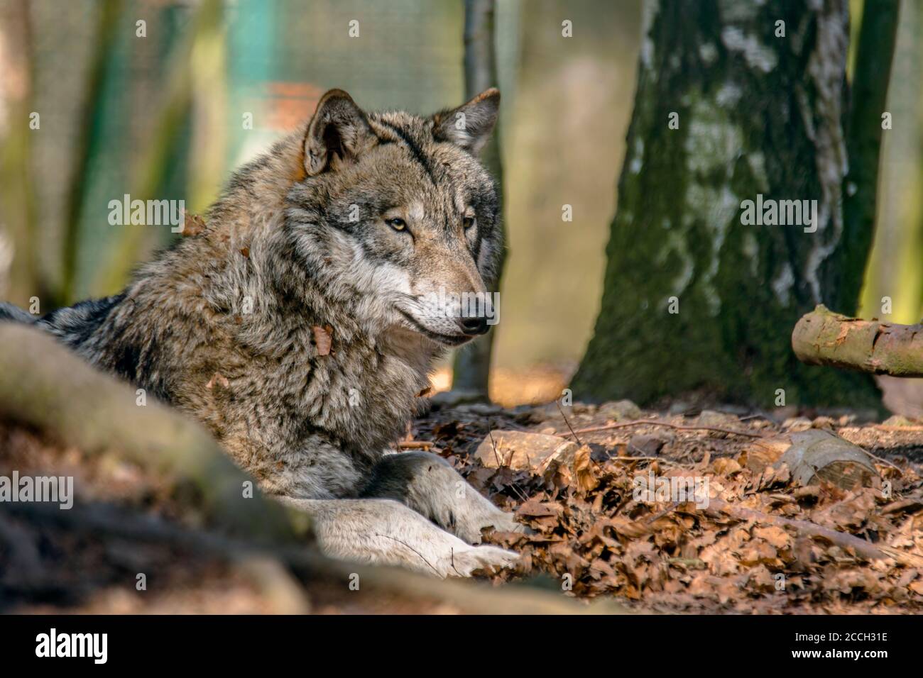 Gray wolf chill and hides in the green leaves forest Stock Photo Alamy