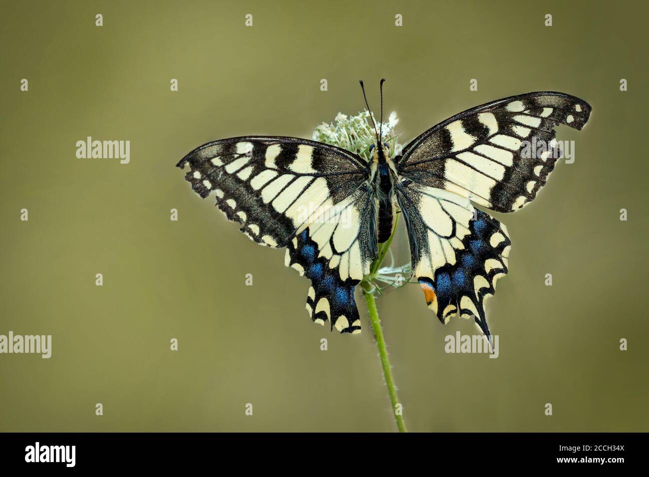 Close-up isolated papilio machaon, also called a queen page butterfly sitting on on a Wild Carrot flower (Daucus carota) with a bokeh background Stock Photo