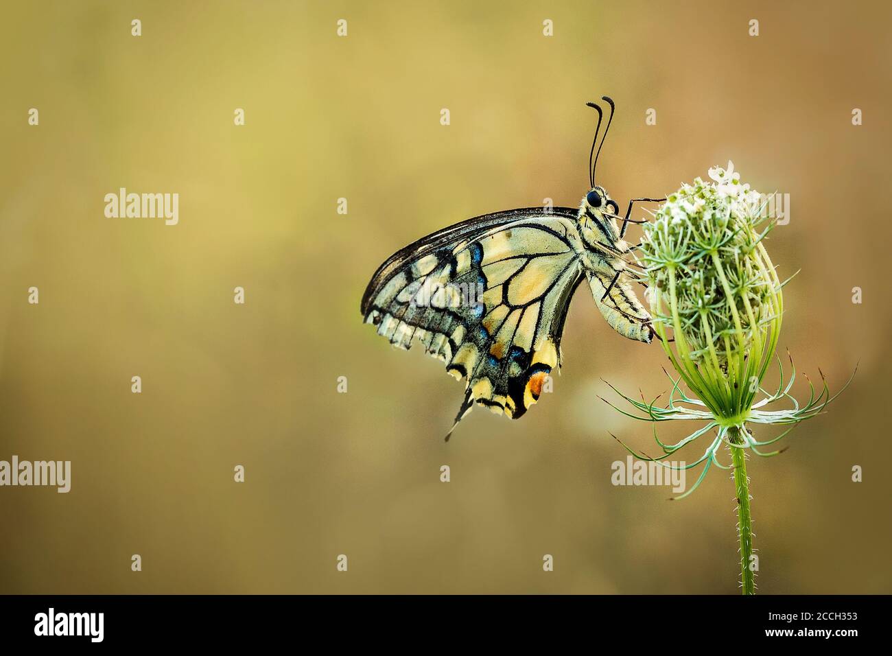 Close-up isolated papilio machaon, also called a queen page butterfly sitting on on a Wild Carrot flower (Daucus carota) with a bokeh background Stock Photo