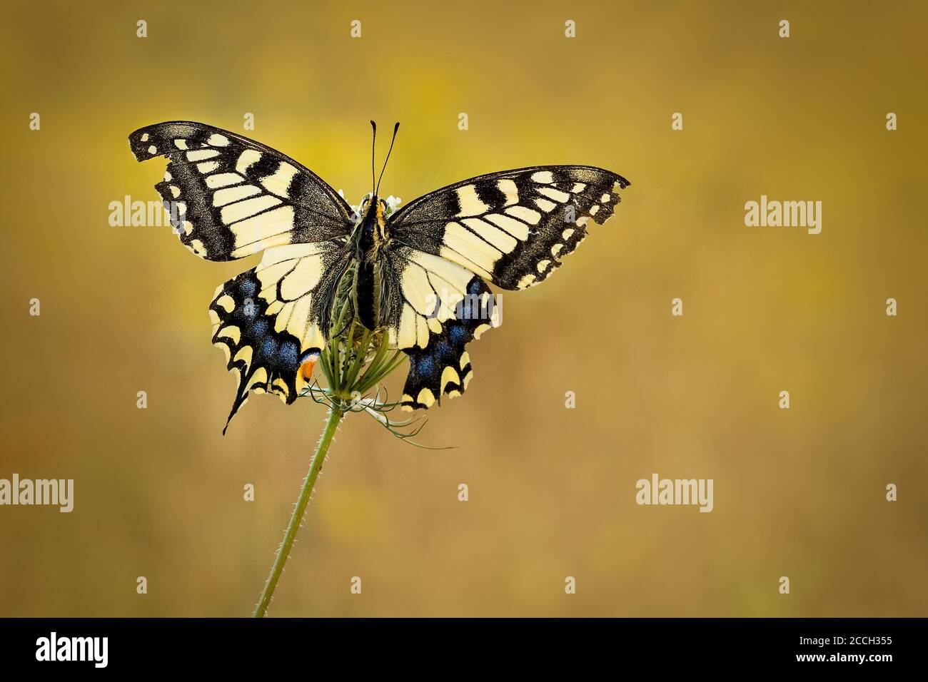 Close-up isolated papilio machaon, also called a queen page butterfly sitting on on a Wild Carrot flower (Daucus carota) with a bokeh background Stock Photo