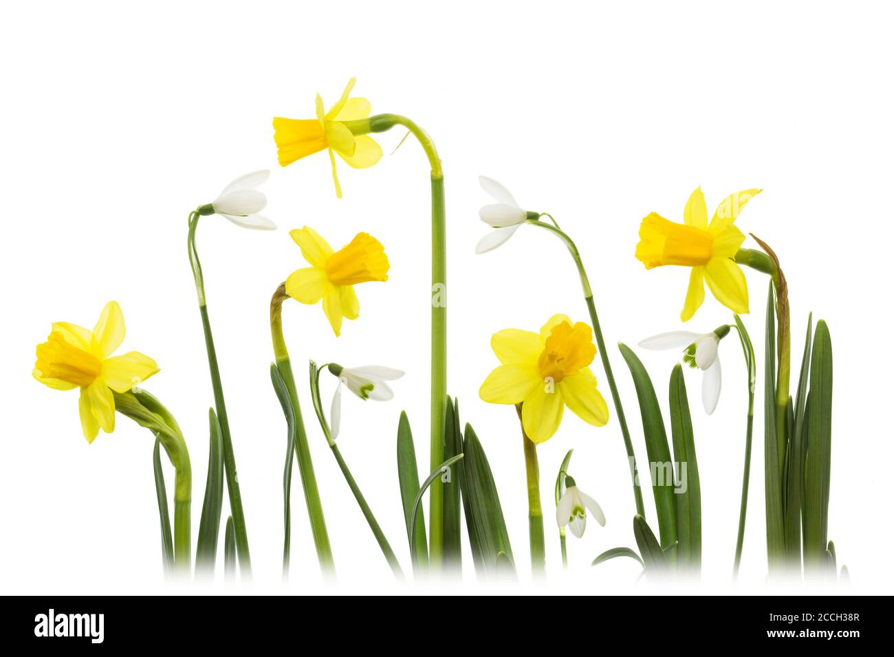 A collage of white Snowdrops (Galanthus) and daffodil flowers isolated on a white background Stock Photo