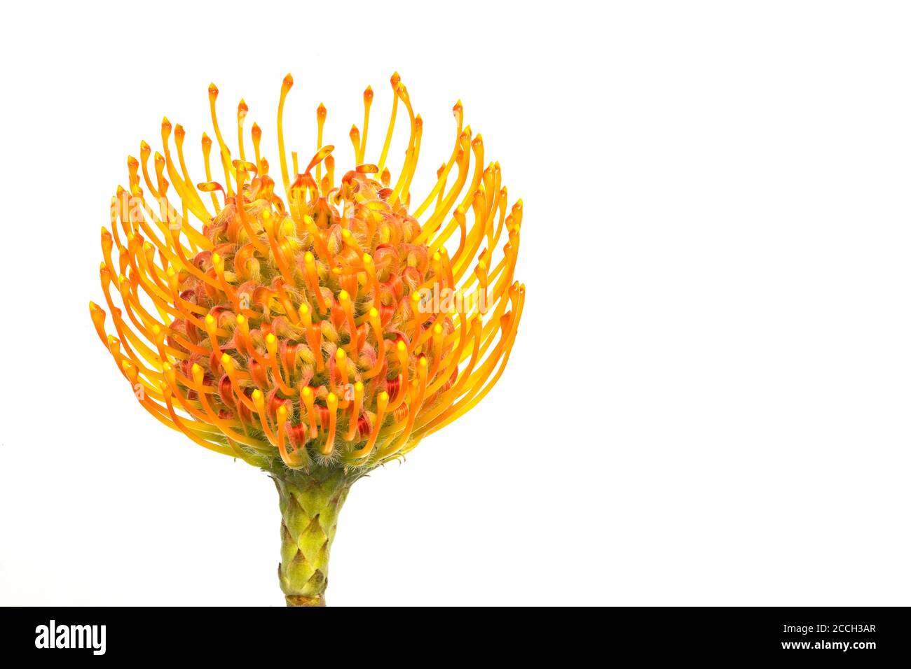 One orange blooming pincushion protea, Leucospermum flower isolated on