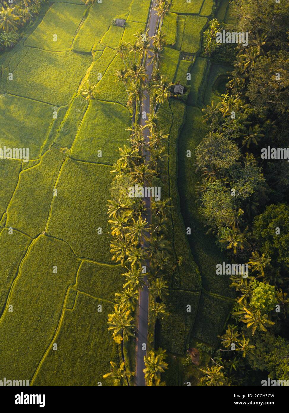 Aerial shot of a long road surrounded by trees and fields Stock Photo ...