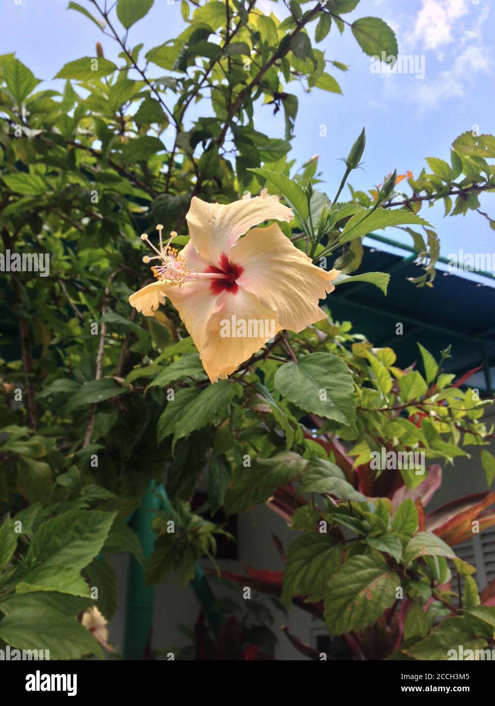 Flowers in Maldives Islands Stock Photo Alamy
