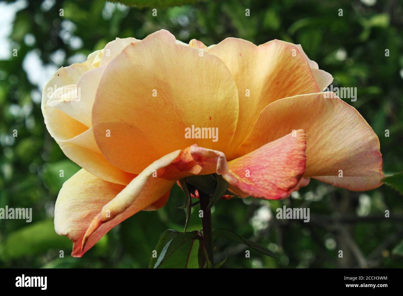 Rosiden rose hi-res stock photography and images - Alamy