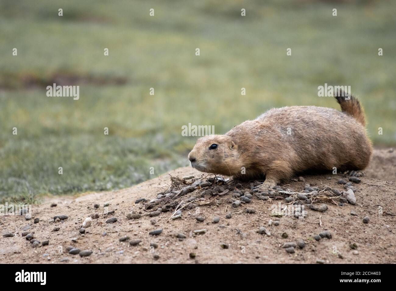 Gopher rodent mammal color hi-res stock photography and images - Alamy