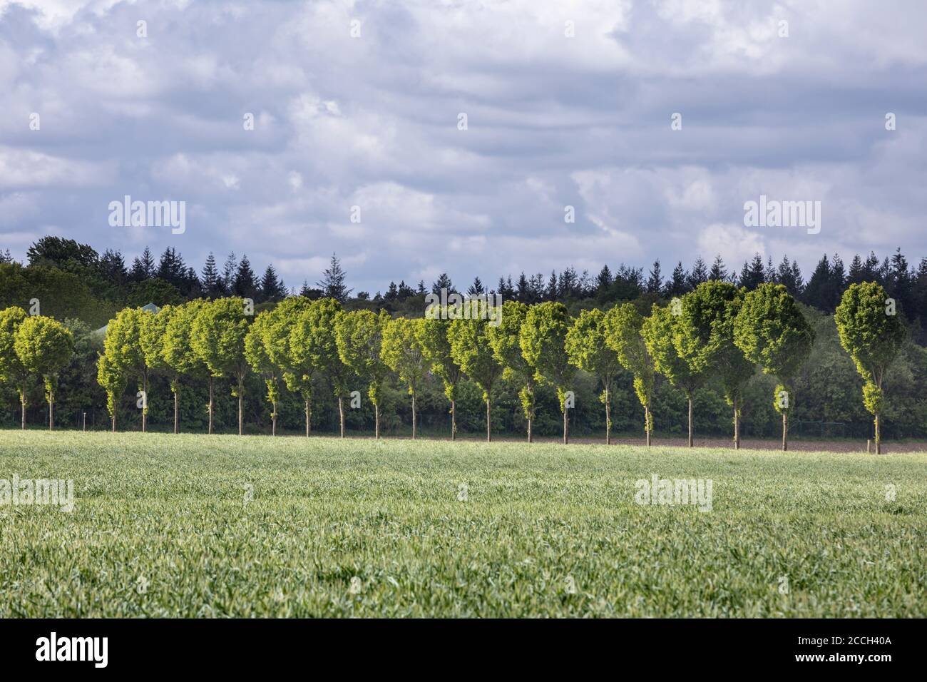 Summer farmland row trees hi-res stock photography and images - Alamy