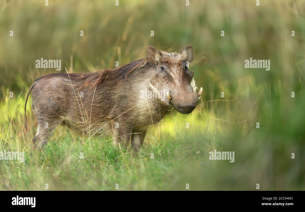 Close up of a common Warthog standing in the grass, Ethiopia. Stock Photo