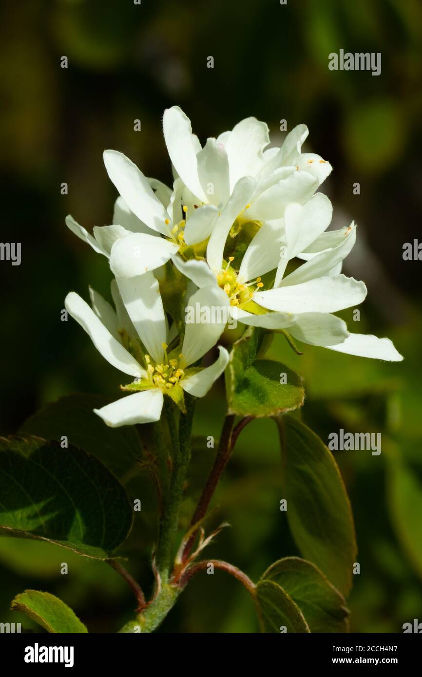 A blooming shadberry white flowers in home garden Stock Photo