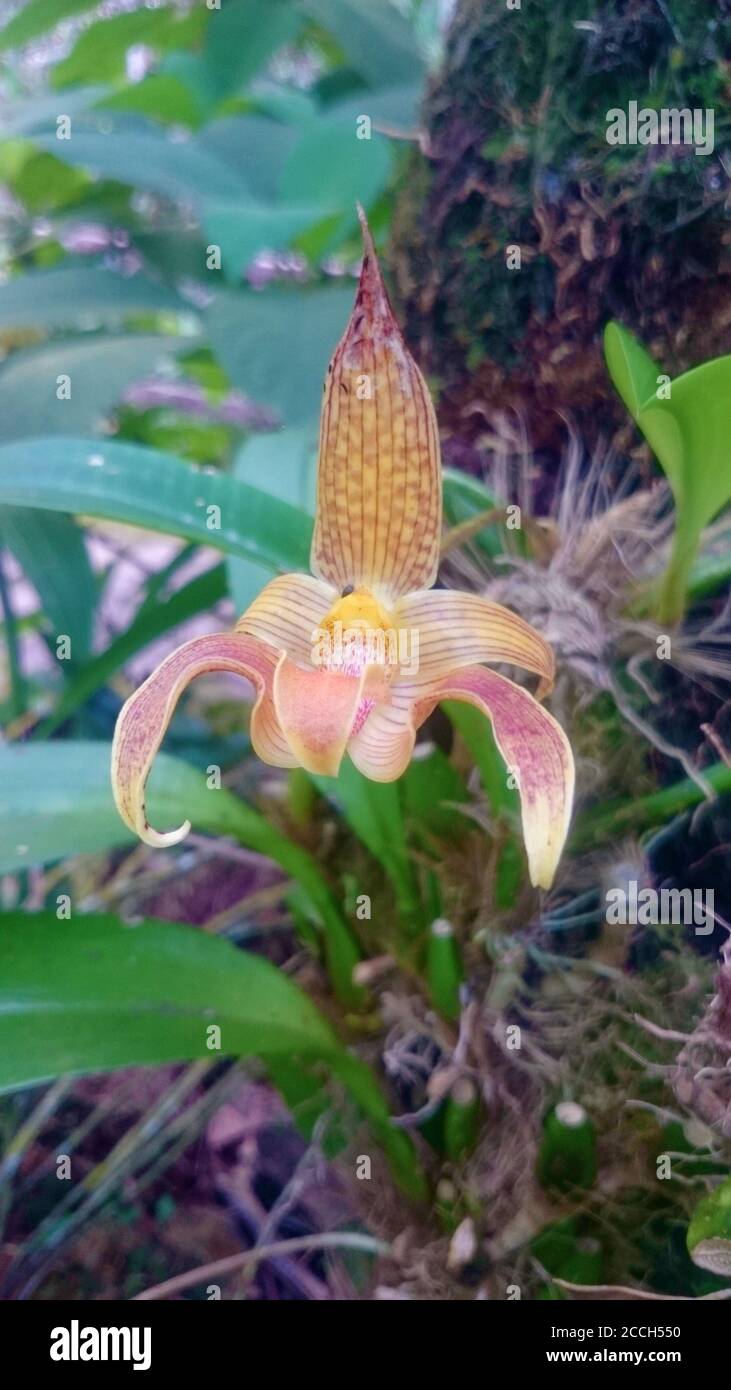 Flowers in Kuala Lumpur, Malaysia Stock Photo Alamy