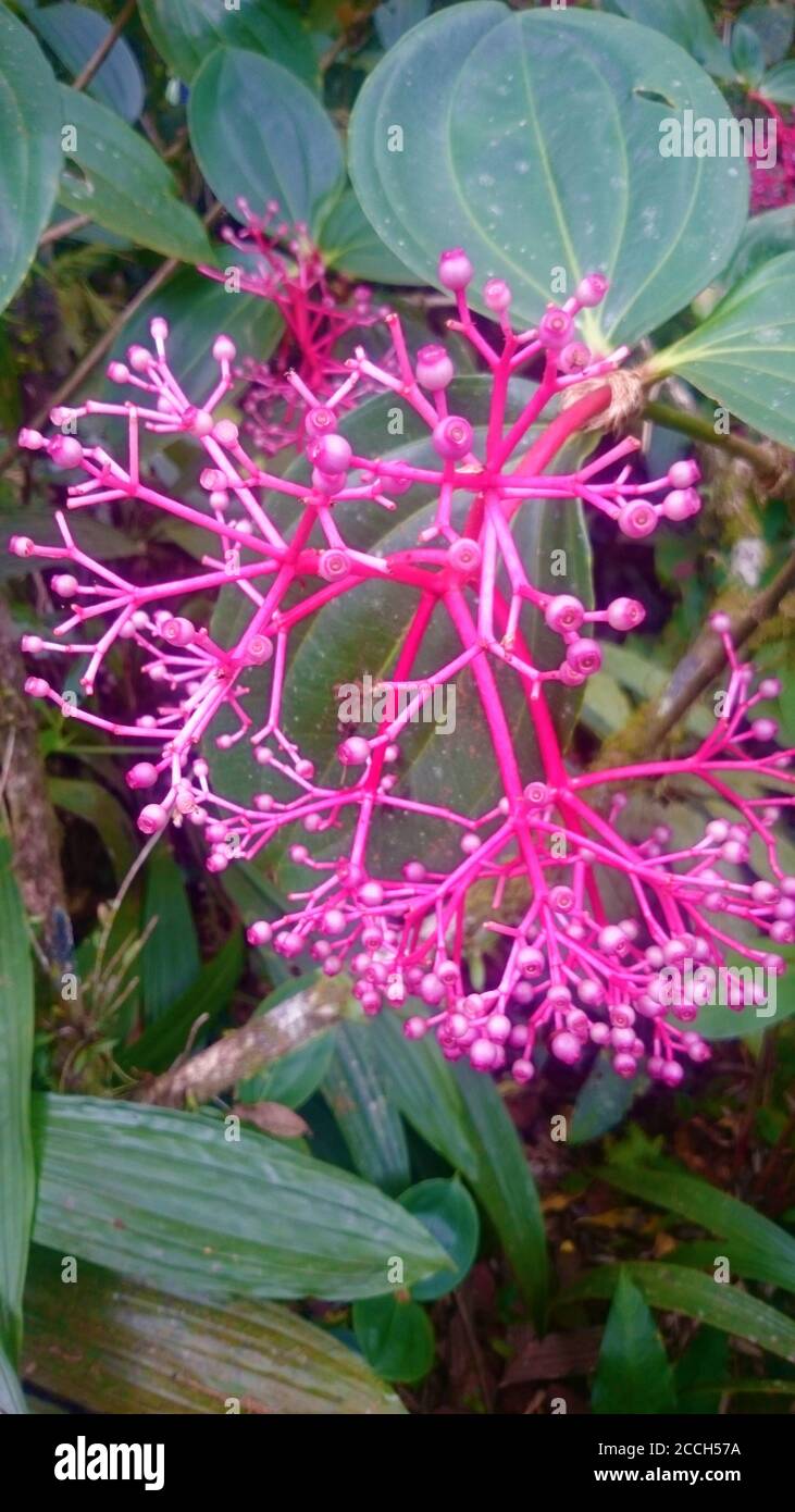 Flowers in Kuala Lumpur, Malaysia Stock Photo Alamy